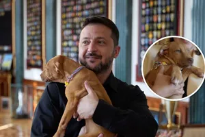 Щенок с родословной из Бучи. Будет ли Зеленский брать на роботу Фрею, которую ему подарил легендарный боксер