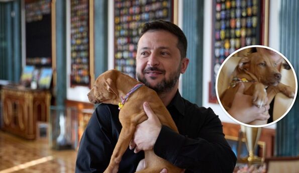 Цуценя з родоводом із Бучі. Чи братиме Зеленський на роботу Фрею, яку йому подарував легендарний боксер