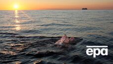 Спортсмен из Польши переплыл Балтийское море, он не выходил из воды 56 часов