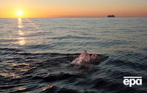 Спортсмен из Польши переплыл Балтийское море, он не выходил из воды 56 часов