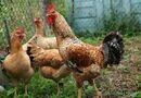 Якщо кури клюють яйця, нагодуйте їх цим – і проблему буде вирішено