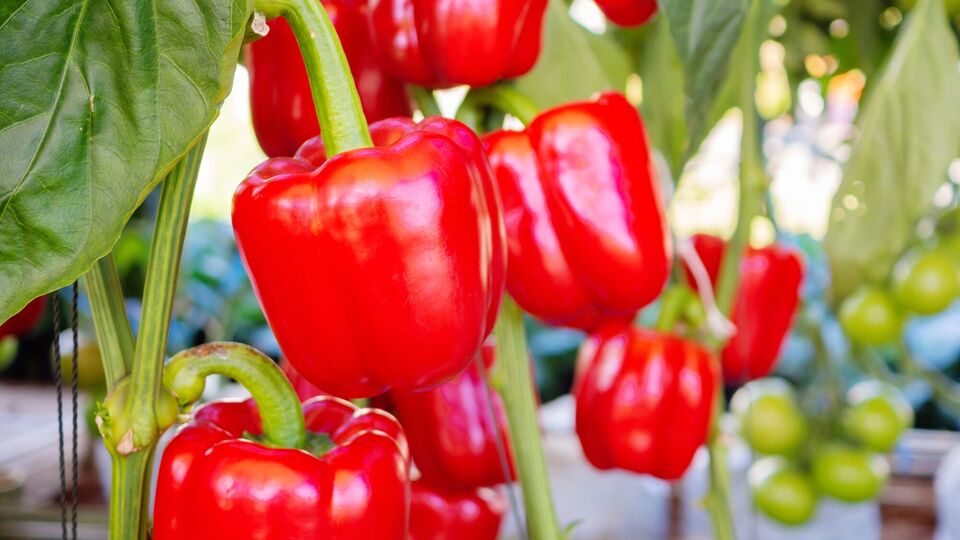 Только такие удобрения в августе придадут перцу вкус и вес