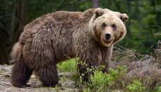 У Росії – навала "ведмедів-людожерів", є жертви. Що відомо