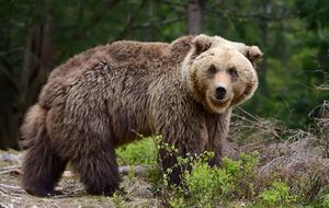 В России – нашествие "медведей-людоедов", есть жертвы. Что известно