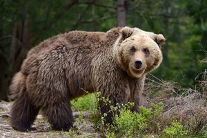 У Росії – навала "ведмедів-людожерів", є жертви. Що відомо