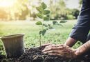 Осіннє саджання дерев має купу переваг перед весняним. Досвідчені садівники все пояснили