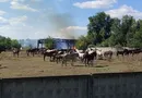 Россияне второй раз за неделю атаковали единственный в Украине завод с племенными лошадьми
