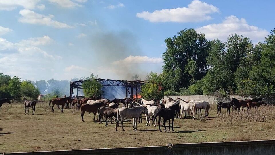 Росіяни вдруге за тиждень атакували єдиний в Україні завод із племінними кіньми
