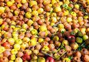 Можно ли есть осыпавшиеся яблоки или кормить ими животных?