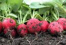 Можно ли сеять редис в сентябре? Огородники рассказывают