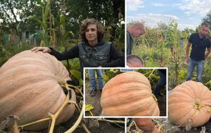 "Сакральная ценность". В Сумах выросла гигантская тыква. Какой ее вес и почему она стала сенсацией
