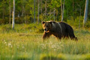 Ведмідь убив двох жінок. Де це сталося і чому