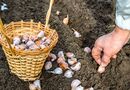 Посев в сентябре будет эффективным, если правильно подготовить грядки. Основные правила
